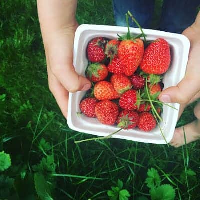 fresh picked strawberries