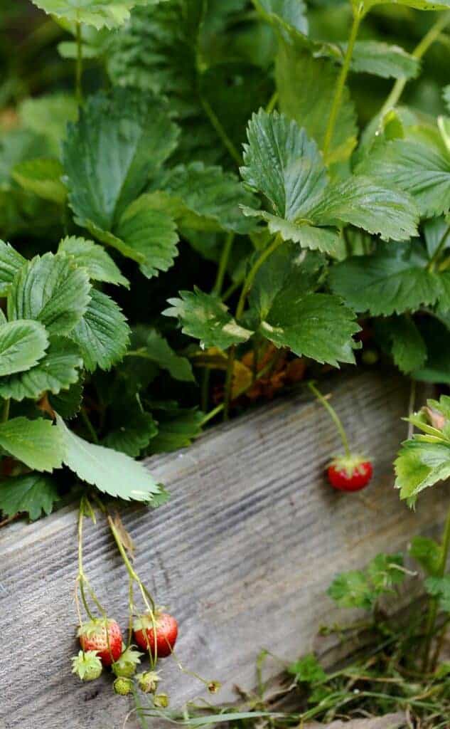 Wild strawberries in planter boxes