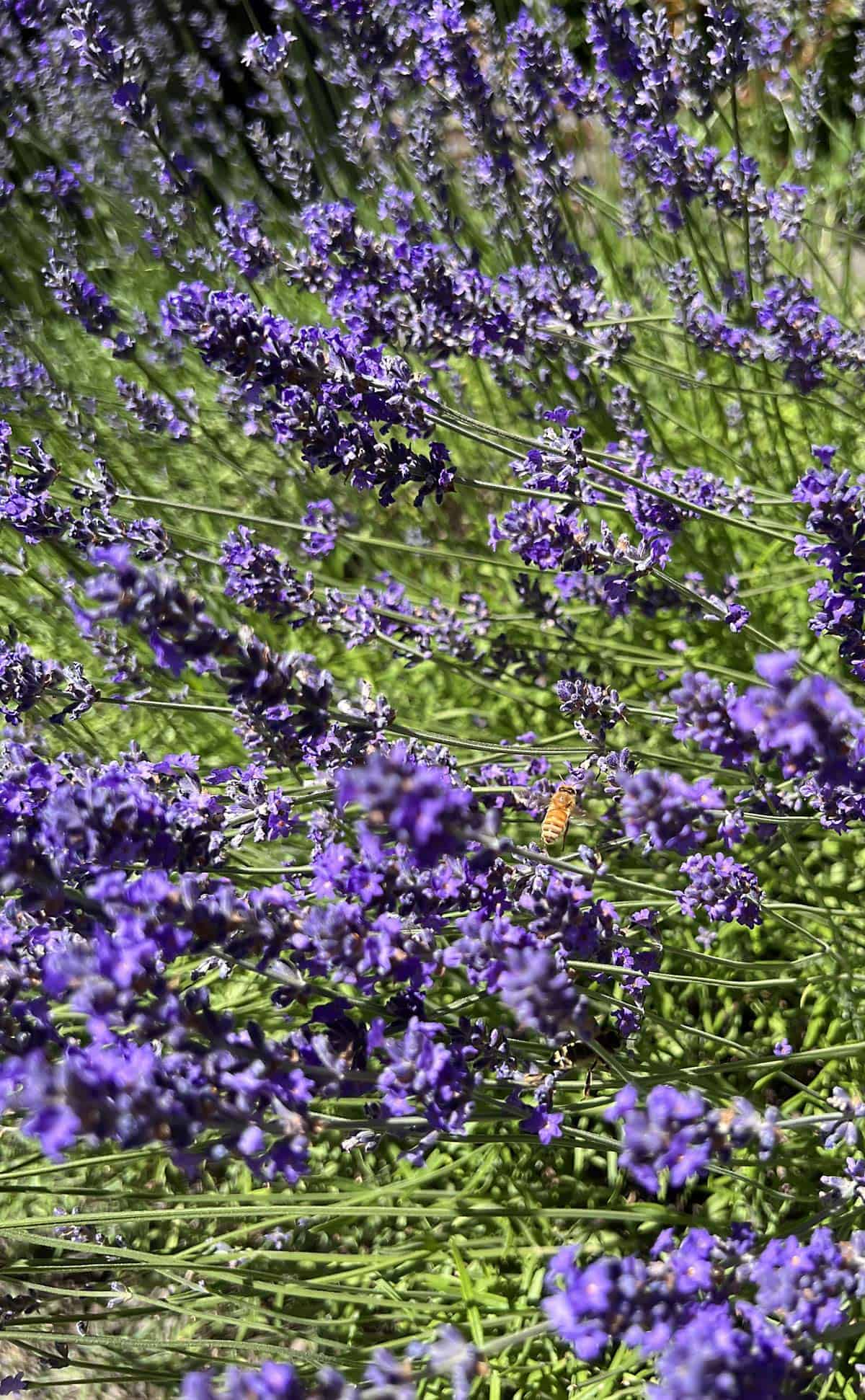 Fresh lavender growing in season with bees feeding 