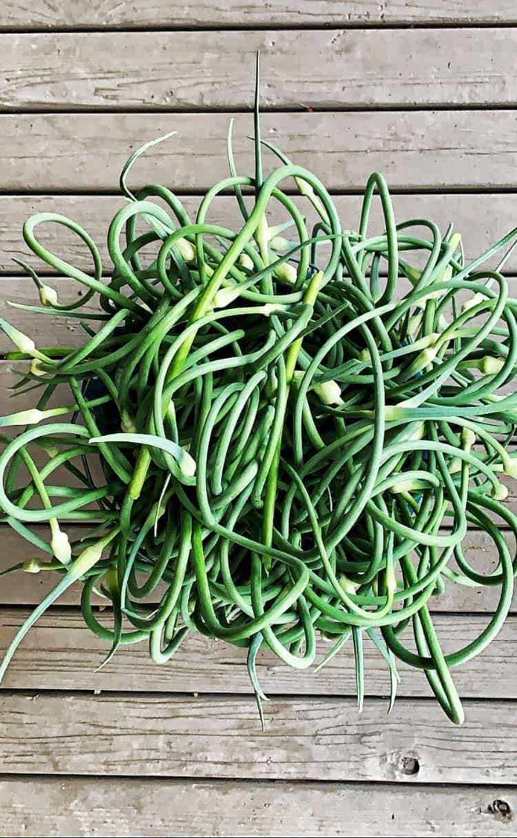 Pickled Garlic Scapes are a delicious way to preserve garlic scapes, the edible stalk of garlic plants available seasonally from late spring through early summer. garlic scapes | garlic scape pickles | pickled garlic scape recipe